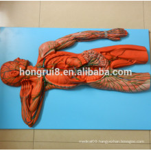 ISO Vascular System Model, Anatomical Model of Lymphatic System